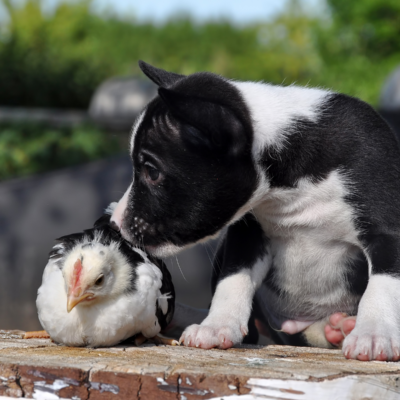 Can Dogs and Chickens Coexist?